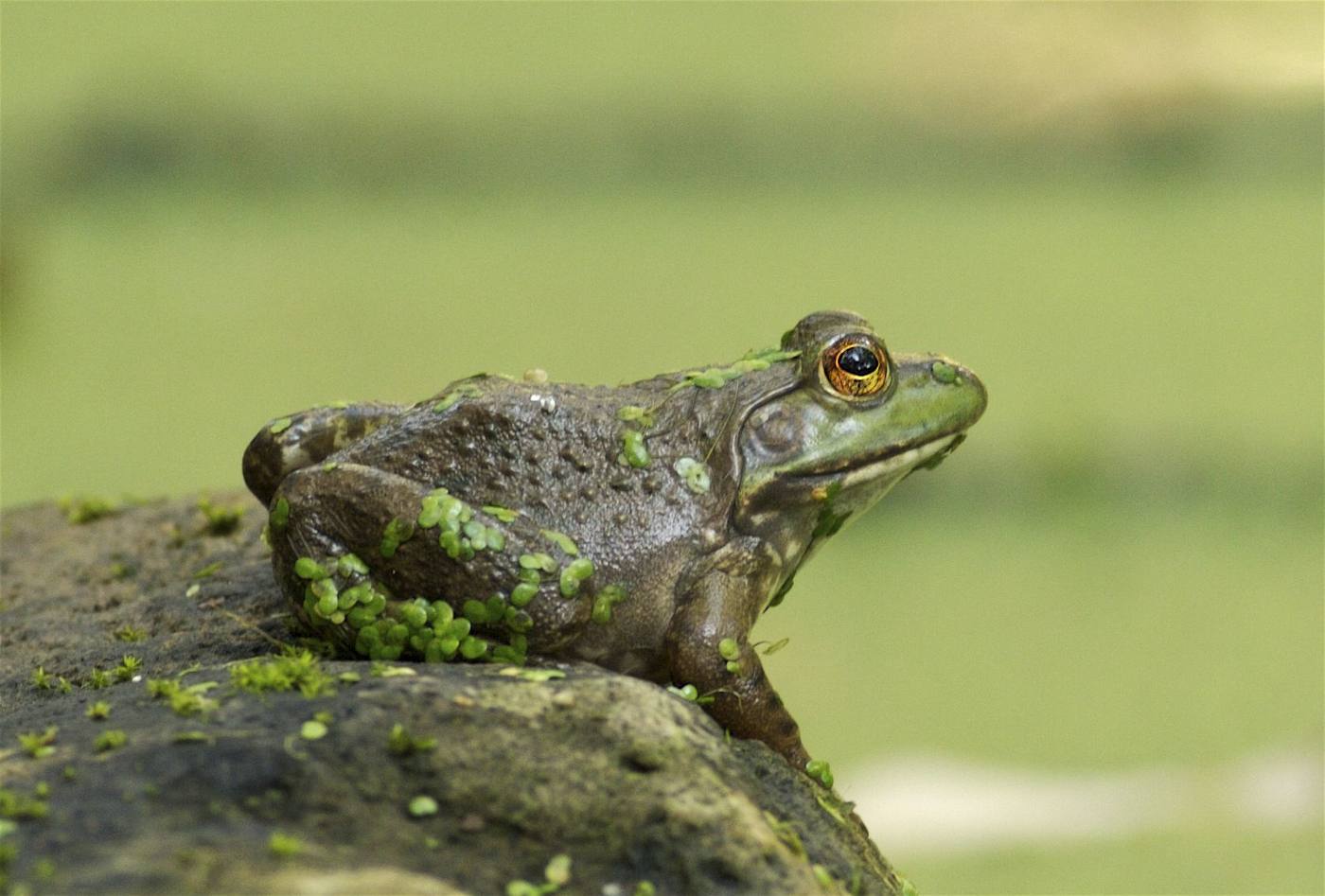 A frog dotted with duckweed resting on a mossy rock