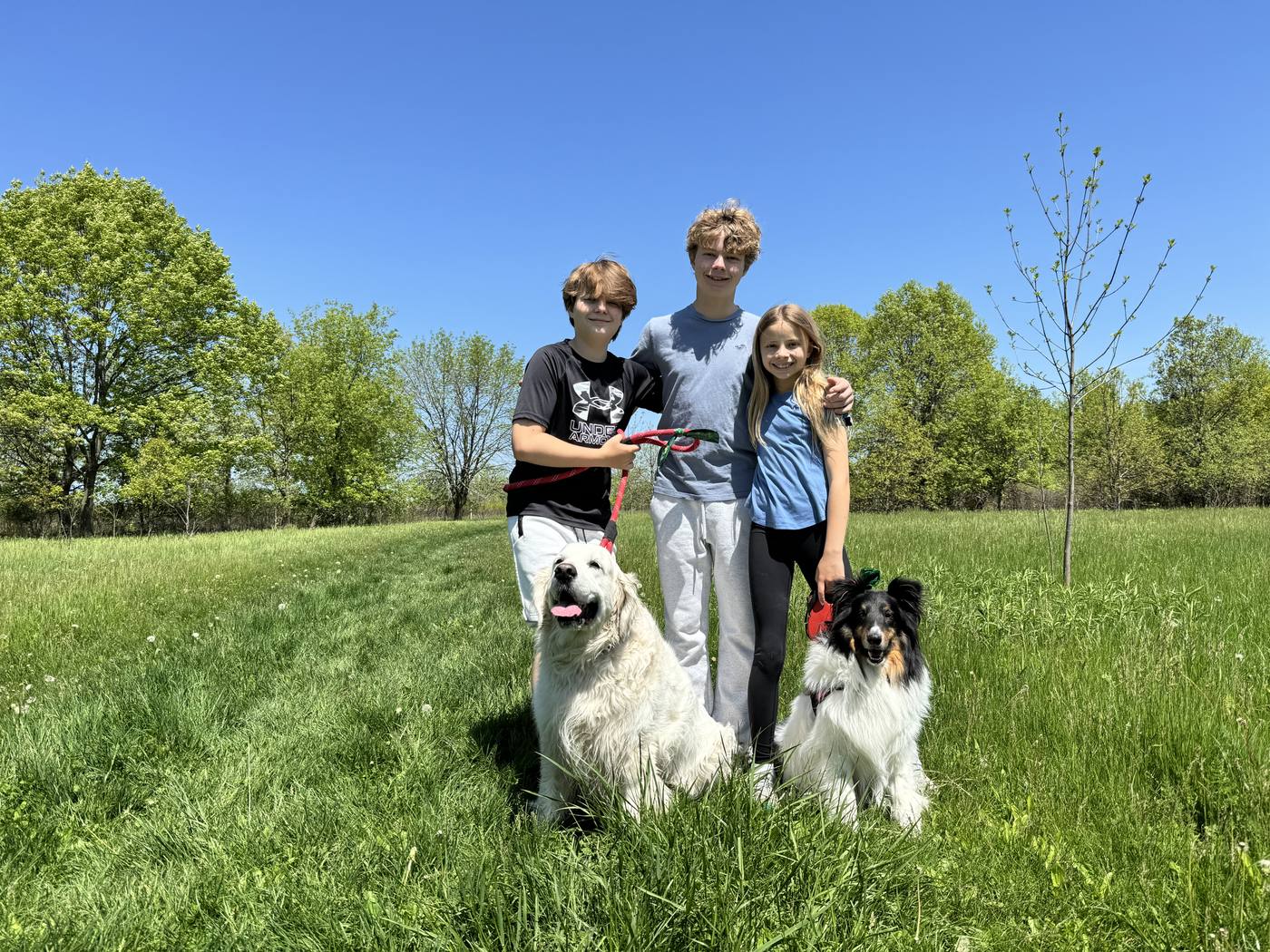Three children with two dogs in a green field