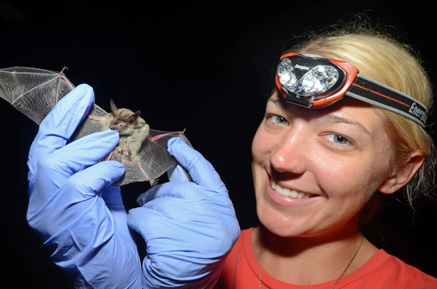 Biologist Jackie Jeffrey holding a northern long-eared bat with its wings spread