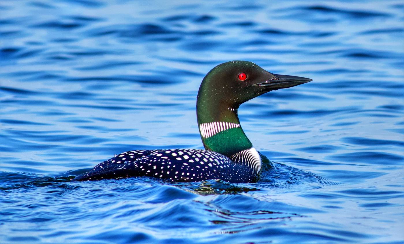 A common loon on open water