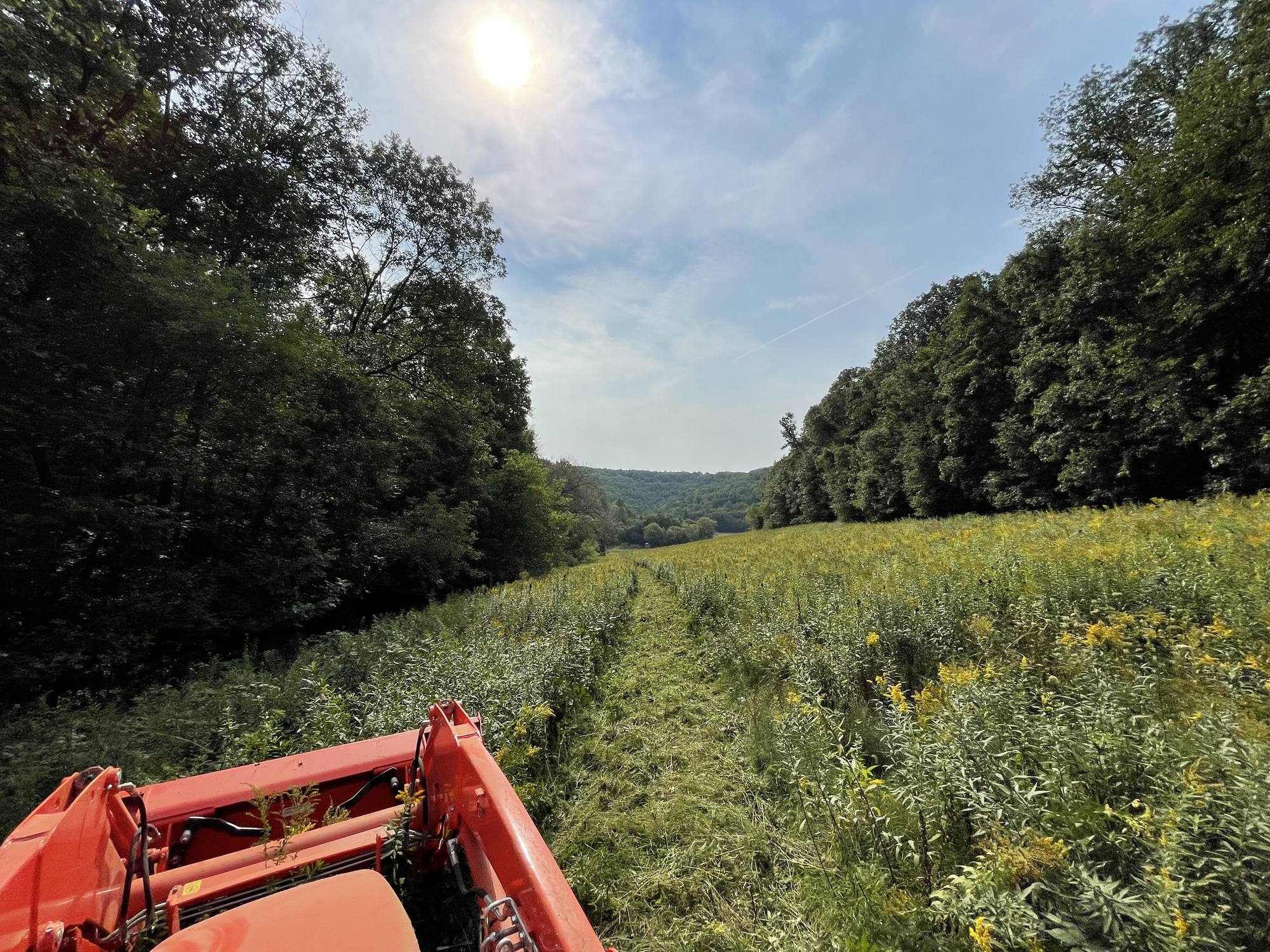 A trail being mowed through a goldenrod meadow in the valley