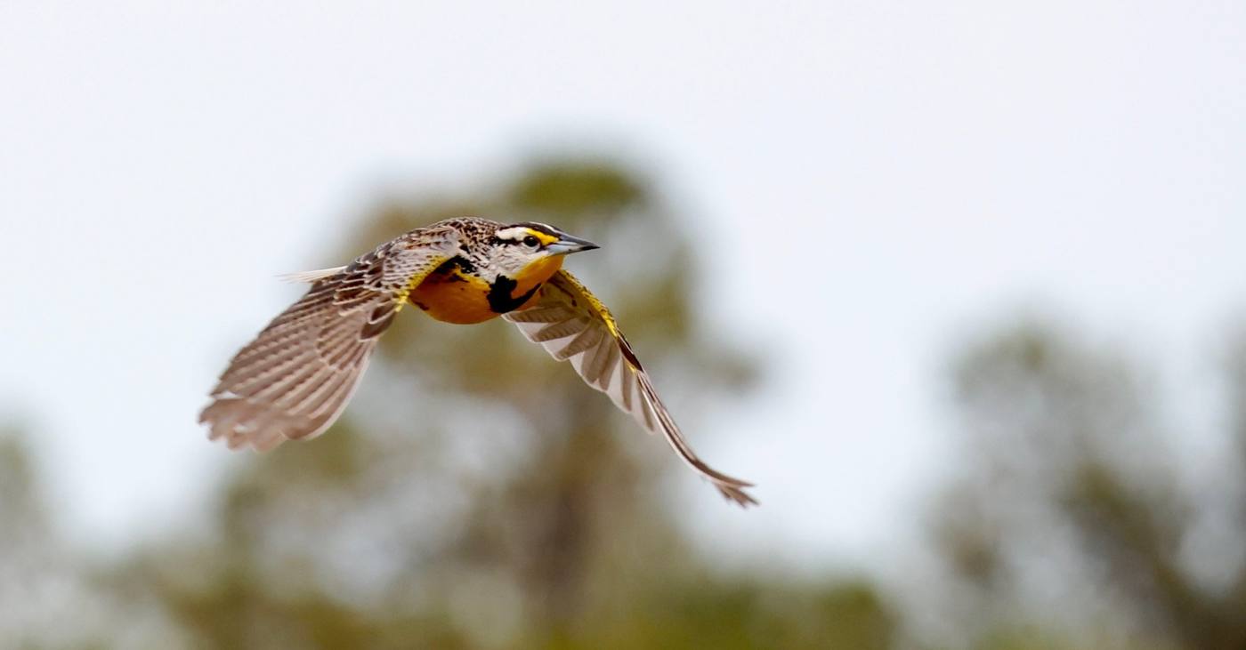 A meadowlark in flight